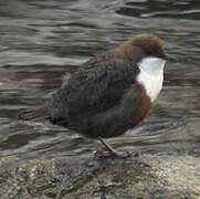 White-throated Dipper