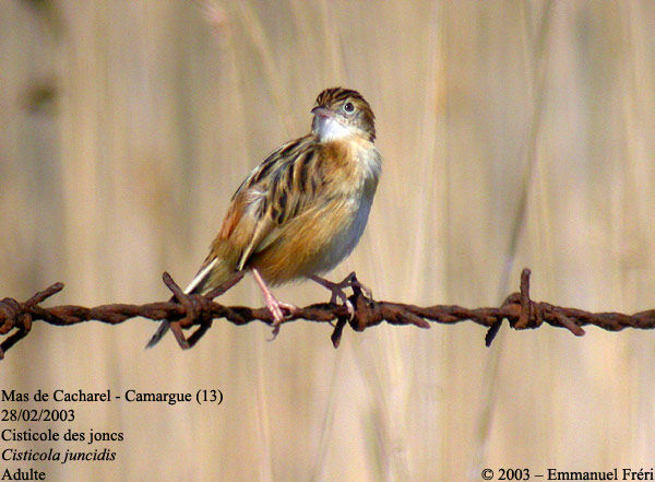 Zitting Cisticola