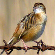 Zitting Cisticola