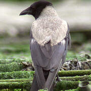 Hooded Crow