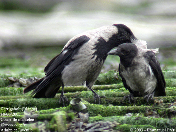 Hooded Crow