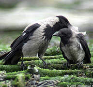 Hooded Crow