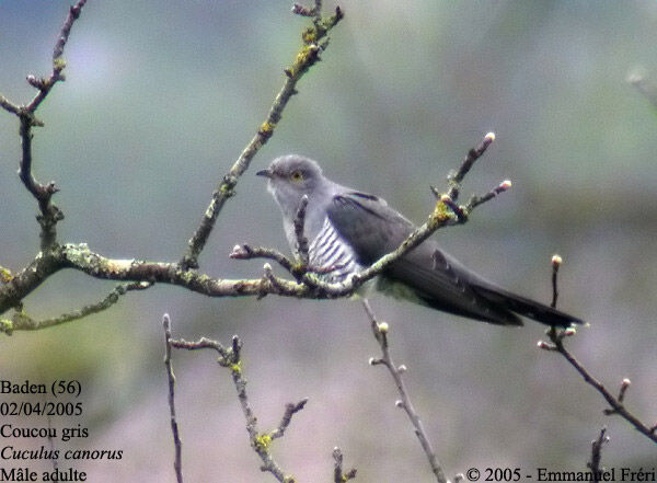 Common Cuckoo