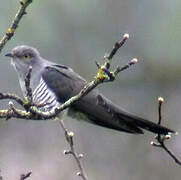 Common Cuckoo