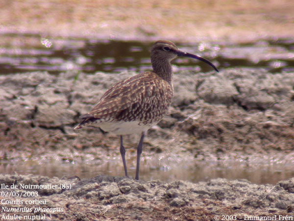 Whimbrel