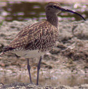 Eurasian Whimbrel