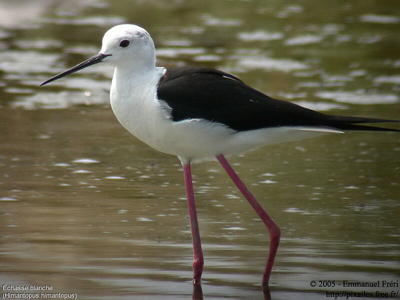 Black-winged Stilt