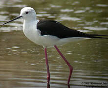 Black-winged Stilt