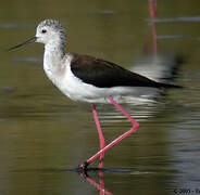 Black-winged Stilt