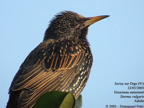 Common Starling