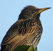 Common Starling