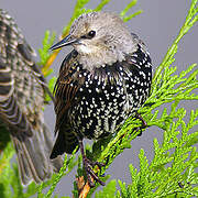 Common Starling