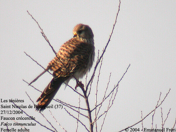 Common Kestrel