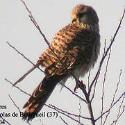 Common Kestrel