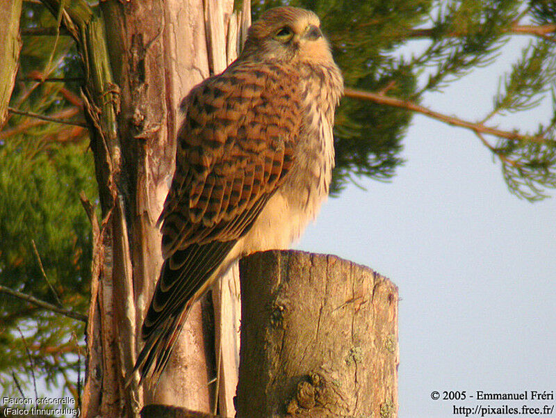 Faucon crécerelle