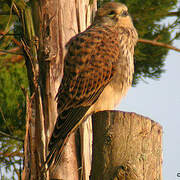 Common Kestrel