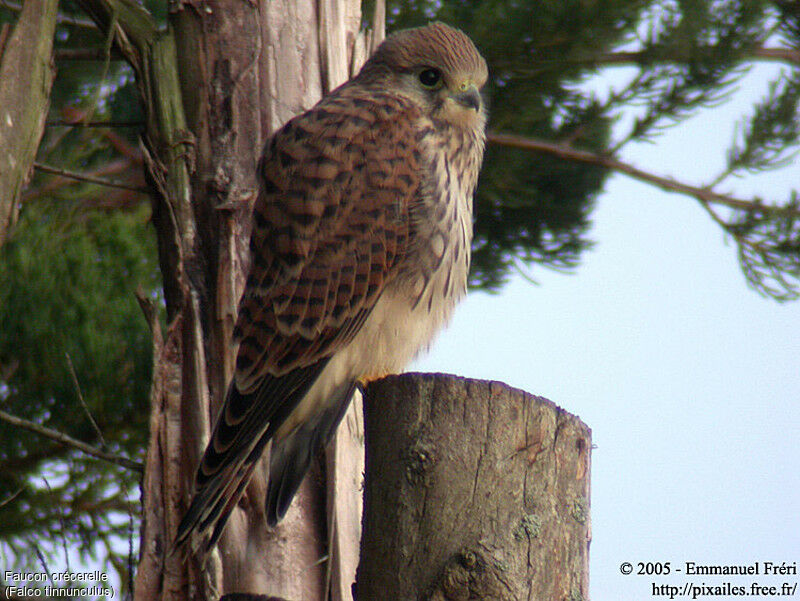 Common Kestrel