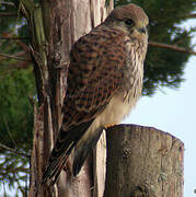 Common Kestrel