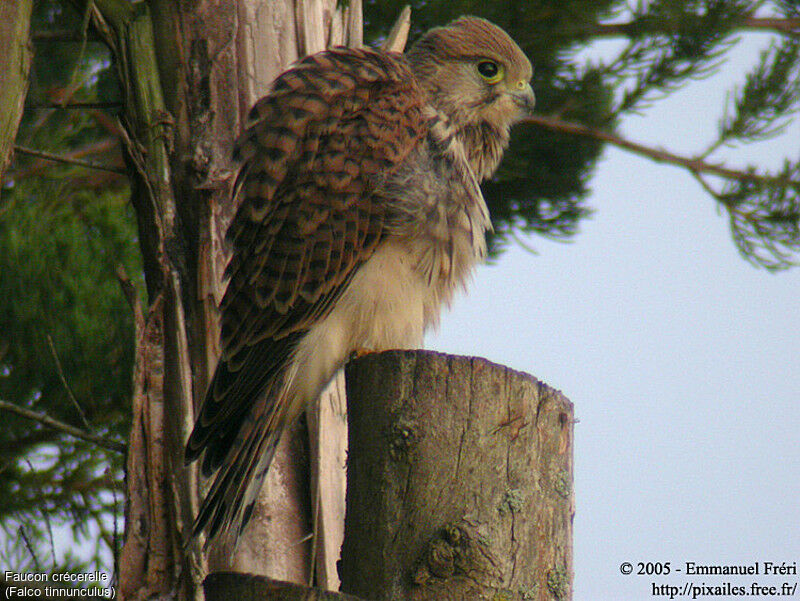 Common Kestrel