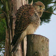 Common Kestrel