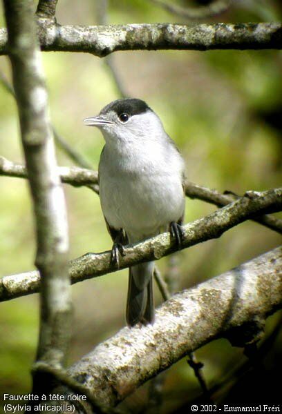 Eurasian Blackcap