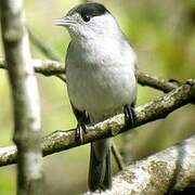 Eurasian Blackcap