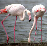 Greater Flamingo