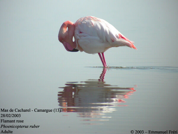 Flamant rose