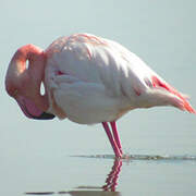 Flamant rose