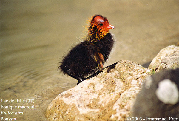 Eurasian Coot