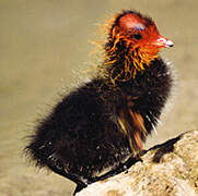 Eurasian Coot