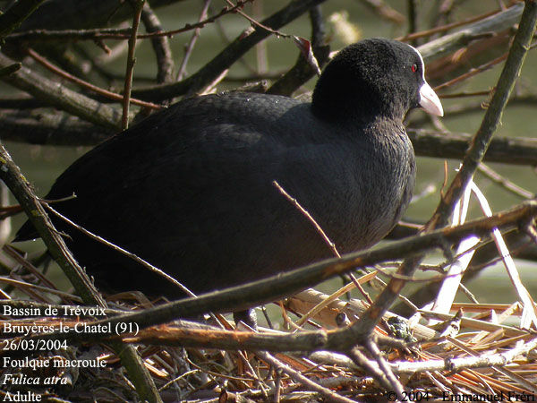 Eurasian Coot