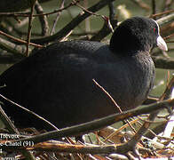 Eurasian Coot