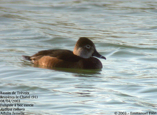 Ring-necked Duck