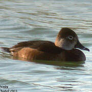 Ring-necked Duck