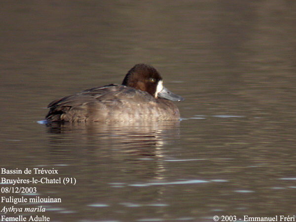 Greater Scaup