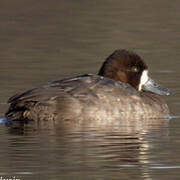 Greater Scaup