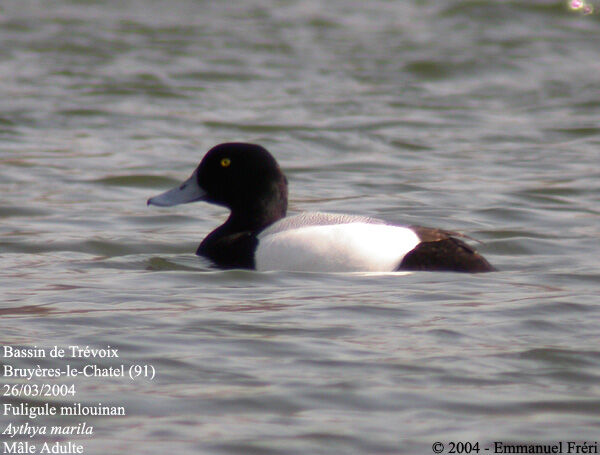 Greater Scaup