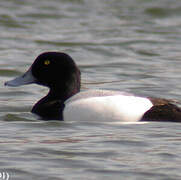 Greater Scaup