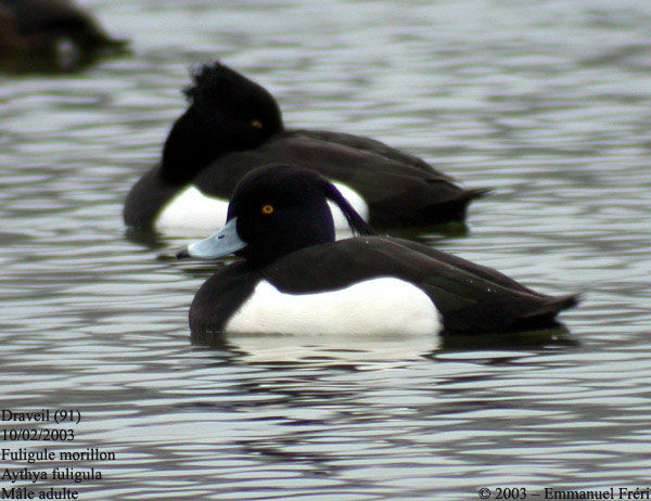 Tufted Duck