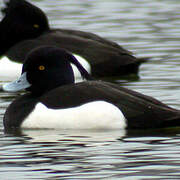 Tufted Duck