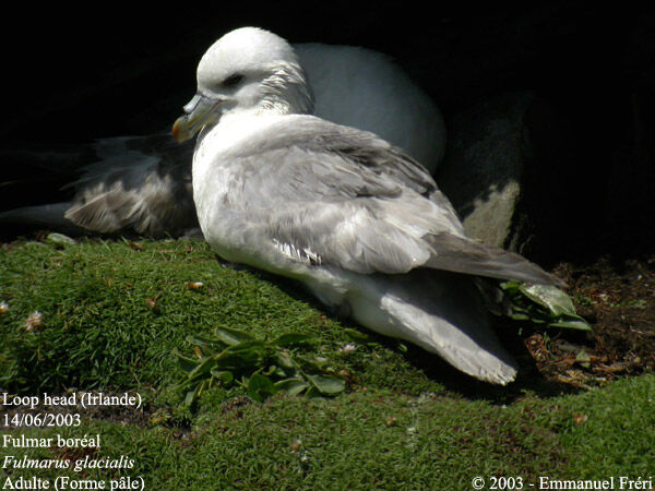 Northern Fulmar