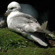 Fulmar boréal