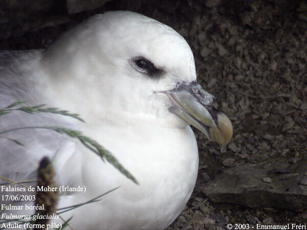 Northern Fulmar