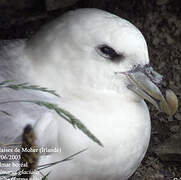 Fulmar boréal