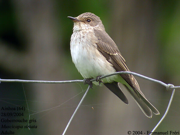 Spotted Flycatcher