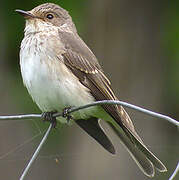 Spotted Flycatcher