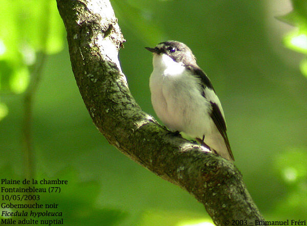 Gobemouche noir