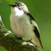 Gobemouche noir