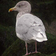 Glaucous Gull